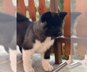 Akita Puppy for sale in Sesvete, City of Zagreb, Croatia