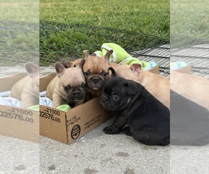 French Bulldog Puppy for Sale in DOVER, Florida USA