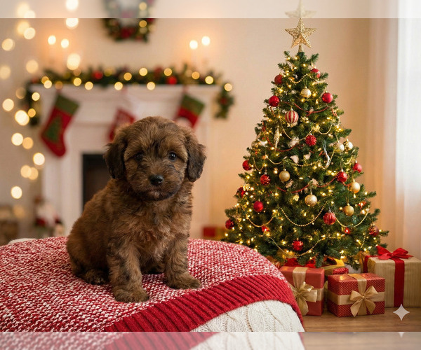 Medium Photo #1 Goldendoodle (Miniature) Puppy For Sale in DUBLIN, TX, USA