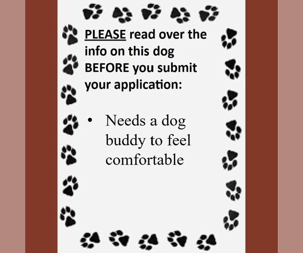 Medium Photo #4 Mutt Puppy For Sale in Fargo, ND, USA