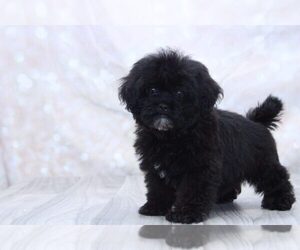 Shih-Poo Puppy for sale in MARIETTA, GA, USA