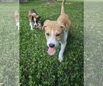 Small #5 American Staffordshire Terrier-Siberian Husky Mix