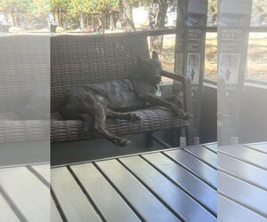 ATKA - Male Holland Shepherd Dog for Adoption - Photo #2