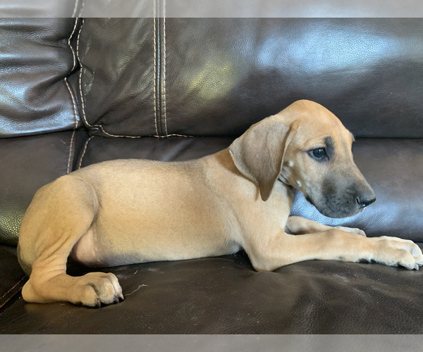 Medium Photo #16 Great Dane Puppy For Sale in CLOVER, SC, USA