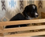 Small #10 Shetland Sheepdog