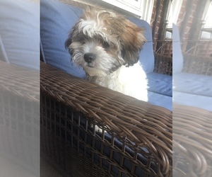 Zuchon Puppy for sale in BROOKLYN, NY, USA