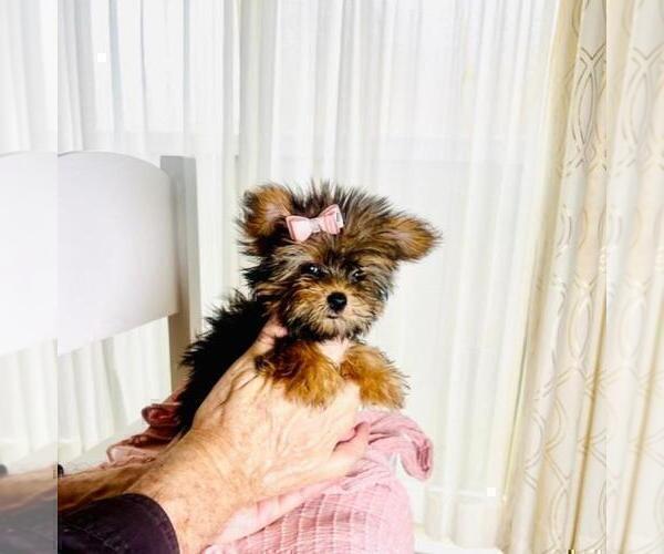 Medium Photo #8 Poodle (Toy) Puppy For Sale in MIAMI, FL, USA