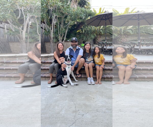 Medium Photo #24 Australian Shepherd-Maremma Sheepdog Mix Puppy For Sale in Dana Point, CA, USA