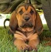 Small Photo #1 Bloodhound Puppy For Sale in TOCCOA, GA, USA