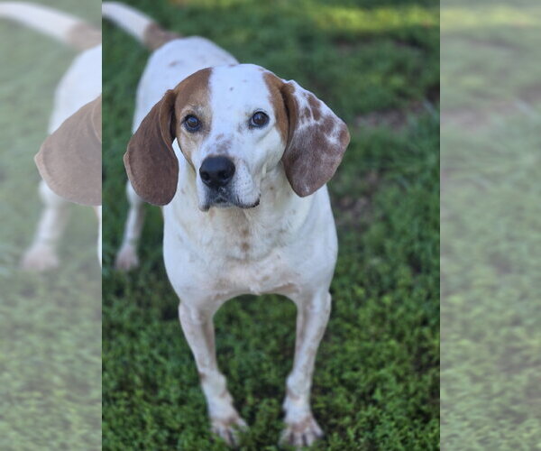 Medium Photo #4 Mutt Puppy For Sale in Bardstown, KY, USA
