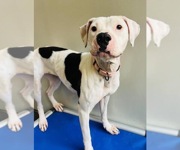 Medium Photo #1 American Pit Bull Terrier Puppy For Sale in Santa Maria, CA, USA