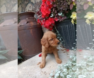 Medium Golden Retriever