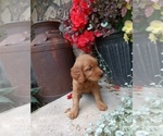 Puppy Breeze Golden Retriever