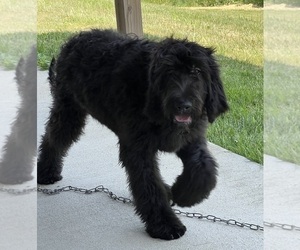 Irish Doodle Puppy for sale in DUNDEE, OH, USA