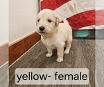 Puppy Yellow English Cream Golden Retriever