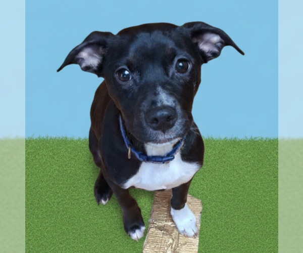 Medium Photo #1 Mutt Puppy For Sale in Brooklyn Center, MN, USA