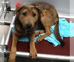 Feyre - Female Mutt Dog for Adoption - Small photo