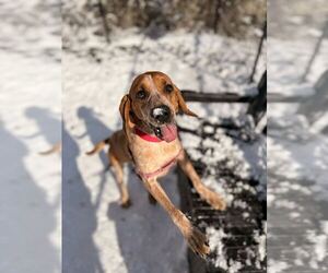 Mutt Dogs for adoption in Elmsford, NY, USA