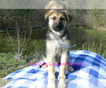 Small #3 German Shepherd Dog