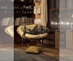 Small #13 Irish Wolfhound