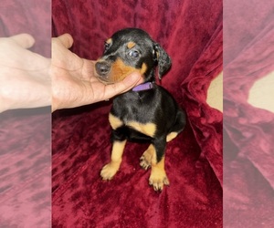 Doberman Pinscher Puppy for sale in OAK FOREST, IL, USA