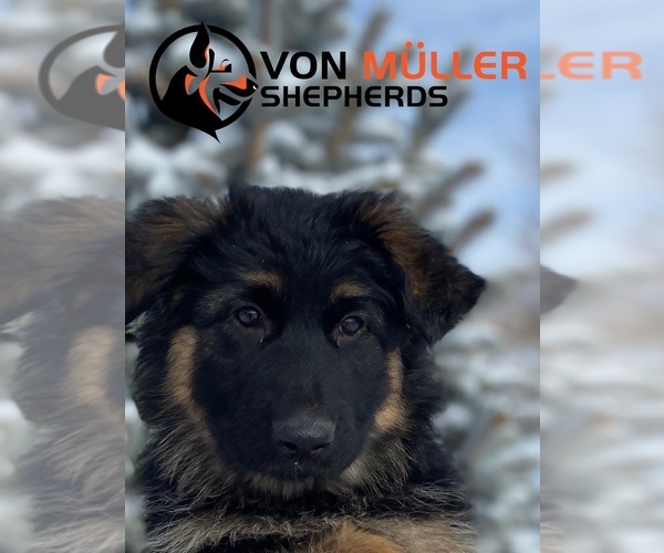Medium Photo #1 German Shepherd Dog Puppy For Sale in PUEBLO, CO, USA