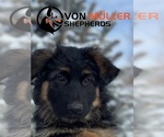Small Photo #1 German Shepherd Dog Puppy For Sale in PUEBLO, CO, USA