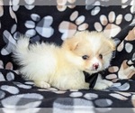 Small Photo #5 Pomeranian Puppy For Sale in LINCOLN UNIV, PA, USA
