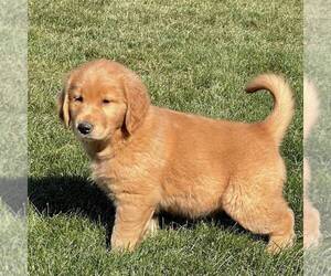 Golden Retriever Puppy for sale in GORDONVILLE, PA, USA