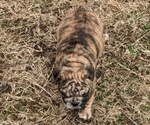 Small #4 Bulldog