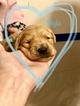 Small Photo #5 Golden Retriever Puppy For Sale in MESA, AZ, USA