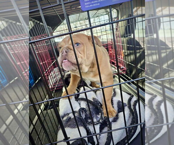 Medium Photo #3 Bulldog Puppy For Sale in Dumont, NJ, USA