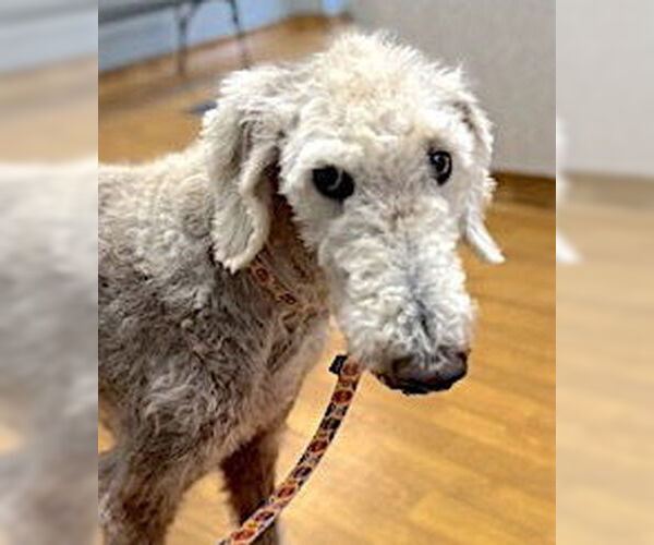 Medium Photo #4 Poodle (Standard) Puppy For Sale in Mount Airy, NC, USA