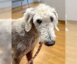 Small #3 Poodle (Standard)