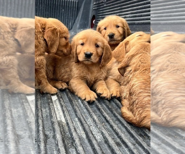 Medium Photo #2 Golden Retriever Puppy For Sale in SAN DIEGO, CA, USA