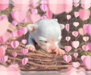 Chihuahua Puppy for sale in SHERMAN, TX, USA