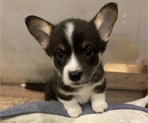 Pembroke Welsh Corgi Puppy for sale in BRANDON, FL, USA