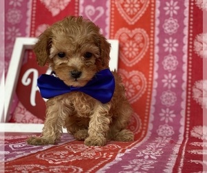 Cavapoo Puppy for sale in LANCASTER, PA, USA
