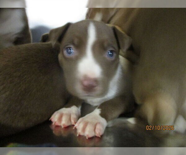 Medium Photo #1 American Pit Bull Terrier-Siberian Husky Mix Puppy For Sale in Oklahoma City, OK, USA
