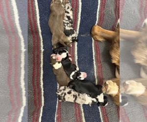 Australian Shepherd Litter for sale in WELLSVILLE, NY, USA