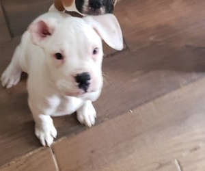 Boxer Puppy for sale in HIGHLAND LAKES, NJ, USA