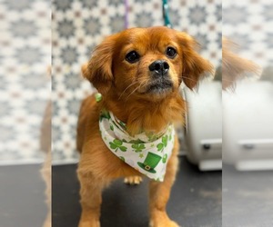 Colonial Cocker Spaniel-Unknown Mix Dogs for adoption in El Centro, CA, USA