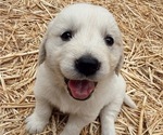 Small #3 English Cream Golden Retriever