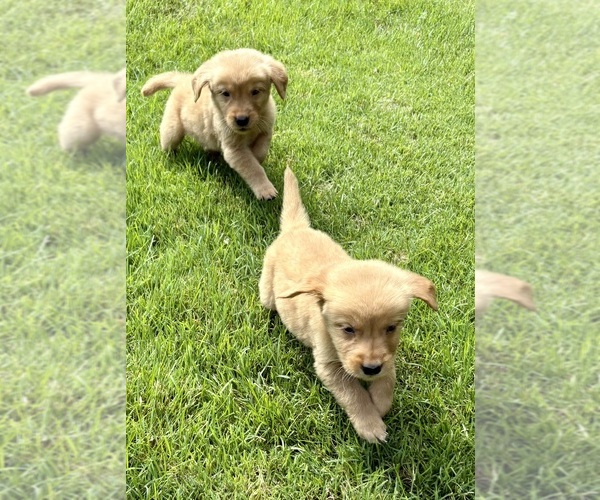 Medium Photo #4 Golden Retriever Puppy For Sale in FAIR HAVEN, MI, USA