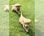 Small #3 Golden Retriever