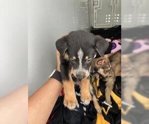 German Shorthaired Pointer Dogs for adoption in Stockton, CA, USA