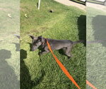 Small Photo #8 Carolina Dog-Unknown Mix Puppy For Sale in Oakhurst, NJ, USA