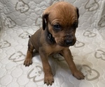 Bison - Male Labrador Retriever-Rhodesian Ridgeback Mix Puppy for Sale - Photo #2