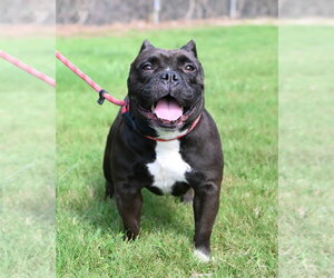 Mutt Dogs for adoption in Glen Allen, VA, USA