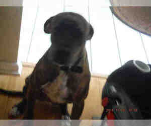 Boxer Dogs for adoption in Ocala, FL, USA